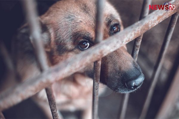Rising Animal Abuse Incidents Expose Flaws and Limits in Country’s Justice System